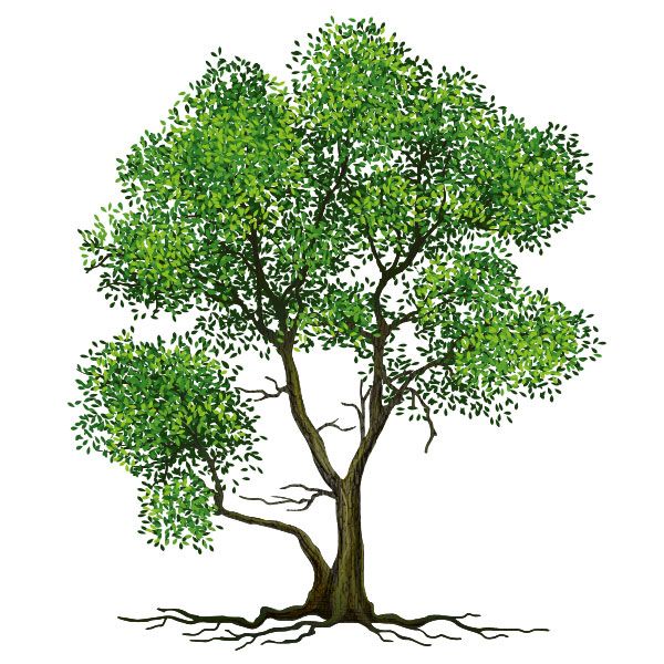 Zeichnung Baum